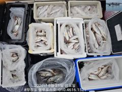오늘의조황 - 8/21 백조기 조황 - 무창포 블루포스호,배낚시,선상낚시 전문 사진