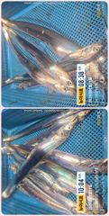 통영 뉴 아시아호>>  대박!! 70리터 얼음 녹이고 만쿨까지~~ 일요일부터 자리 여유~ 사진