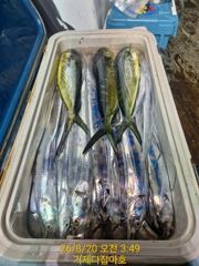 선상 갈치 외줄 조황 사진