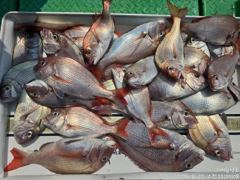 [거제] 참돔, 부시리 터지고 빠져도 5짜4짜 마릿수 조황 내일 예약가능… 사진