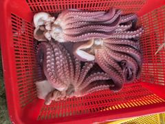 22인승 돌핀호 대왕문어 조황 - 크라켄 초~대박 사진