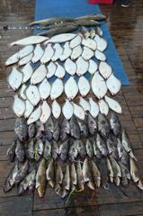 조황정보 - 8.22 먼바다외수질 강팀호조황 - 영흥도 짱구낚시 사진