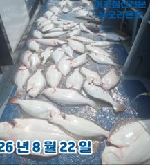 <뉴오리온호> 생미끼 마무리 조황(22일)-함께해주신 조사님들 수고하셨습니다. 사진