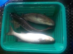 자연식 조황 - 삼길포 만석좌대 8월 22일 자연식 조황 입니다 - 삼길포 만석좌대낚시 사진