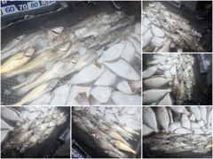 [아트호] [ 아트호 ] 8월 22일 [ 민어좋다~!!! 대.농어 + 민어 외수질 출조 ]  [ 인천배낚시 청마피싱 / 인천선상낚시 / 인천낚시배 ] 사진