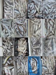 [백조기조황] 8월22일 전원 만쿨 초대박 조황 사진