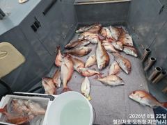 주말 첼린저호 참돔흘림 조황