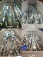 [여수플라워호] 23일 갈치 조황입니다.010-2004-5524 사진