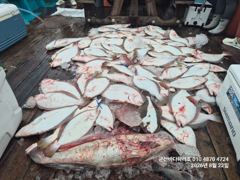 군산바다하리호 26.8.22 15분 민어 광어 조황입니다