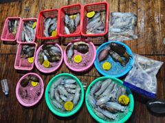 무늬 선미에서 장원! 사진