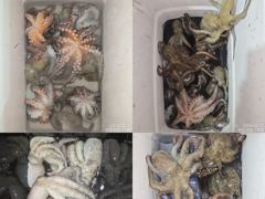 [진해] 22일 마리수가 쏟아져 올라와 잡고온 포인트로 야간~돌문어 잡으… 사진