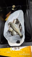 [사천] 삼천포 산분령 유료낚시터 8/22 조황입니다!! 사진