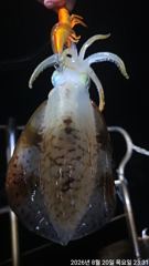 [거제] 무늬오징어팁런 호조황~!!키로오바,900g,800g엄청나네요~!… 사진