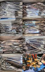 [진해] 창원귀산) 내만갈치 3지급 까지 씨알 마릿수 다잡아. 오늘 자리… 사진
