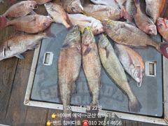 22일 참돔 민어  민어 위주로했네요 사진