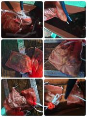 [포항] 돌문어 쿵쾅어제편(오늘일요일모집중) 사진
