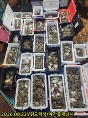 22일 위도피싱 야간꽃게낚시 굿 대박입니다. 사진