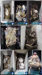 ★★ [군산 대일피싱]  뉴 블루스타호 꽃게낚시~! 쿨러조황 사진