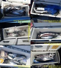 <승리호> 부시리,농어,대삼치 마무리 조황(23일) 사진