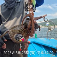 [사천] 암초 포인트 문어 낚시 사진