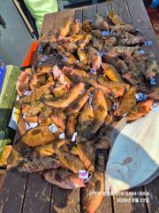 [사천] 붉바리 전원 두자리 마릿수 조황 사진