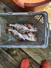 오늘의조황 - 8.23 성호좌대 조황소식 - 성호바다좌대 사진