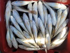 조황정보 - 8/23 백조기 조황 - 무창포 힐링호,배낚시,선상낚시,바다낚시,생활낚시,전문