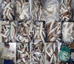 [백조기조황] 8월22일 왕백조기 전원 쿨러조황 사진