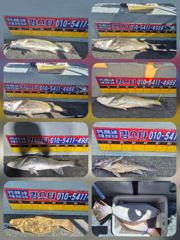 오이도 킹스타호  8월23일오수질 조황입니다 사진