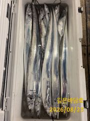 [제주 깊은바당호] 8월 23일 갈치 조황입니다 사진