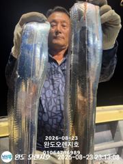 [완도] 완도오렌지호//3지급으로 쿨러가득 담고왔습니다 사진
