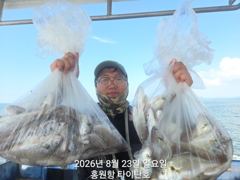 오늘의조황 - [홍원항타이탄호]8월23일(일) 사이즈 좋은 백조기로 찬거리 장만하고 왔습니다. - 홍원항 블랙펄호,배낚시,바다낚시,광어 다운샷, 참돔 타이라바, 백조기, 주꾸미, 갑오징어, 우럭