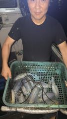 블루윙피싱 23일 팁런무늬 퍽퍽 물어줍니다 사진