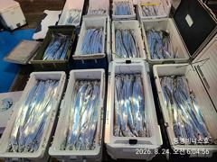 [통영] 통영비너스...대갈치 새벽...폭발 3~4지 1타3~5피....… 사진