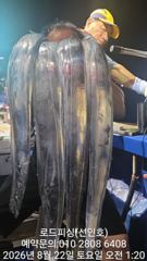 [고성] (로드피싱)먼버다 대갈치,4지급!쓸어담아요~(내일 출조확정!) 사진