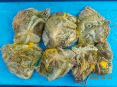 [수영호] 돌문어 조황~!!! 사진