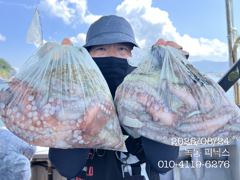 24일 문어 조황입니다. 사진
