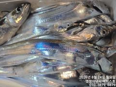 은빛 대 갈치들 쌍걸이루다  쿨러 채우고  낼 자리 여유많습니다  사진