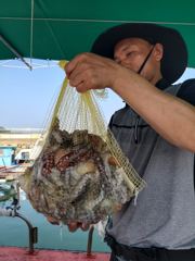 삼천포 물새호 문어조황 사진