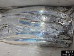 내만갈치 조황 사진