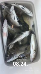 [사천] 삼천포 산분령 유료낚시터 8/24 조황입니다 :) 사진