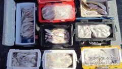[백조기조황] 8/24 백조기 조황 사진