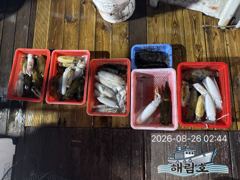 8월25일 무늬오징어 조황입니다! 사진