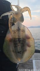 무늬오징어팁런 “”키로급들 엄청나게“” 물아줍니다!!! 오늘 긴급 자리여유~!! 사진