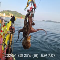 암초 포인트 문어 낚시 사진