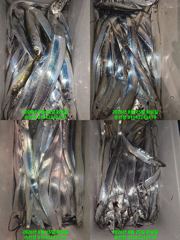 [마산] 내만 갈치 반짝 반짝 쭉쭉 당기는 손맛에 반했어요 오늘 정상 출… 사진