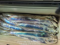 [고흥,녹동] 녹동금강호대갈치조항26일28일30일예약중,자리지정예약제010-4… 사진