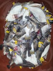 조황사진 - ♡개우럭♡ 8월 26일 굿~! 조황~!^^ - 인천제일바다낚시 | 인천배낚시, 인천쭈꾸미낚시 사진