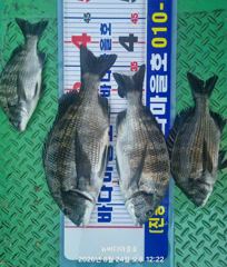 [마산] [바다마을호] 감성돔 조황(8/24) 사진
