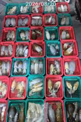 진해 무늬팁런 19일 20일 버글버글 손맛굿 사진